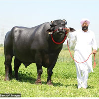 Cuộc sống vương giả của chú bò 70 tỷ đồng