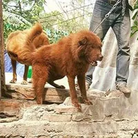 "Tứ đại quốc khuyển" của Việt Nam gồm những giống chó quý hiếm nào?