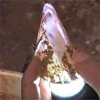 Đi leo núi nhặt được viên đá lạ nên mang về chơi, anh thanh niên sốc khi biết mình "trúng số độc đắc"