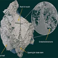 Sinh vật bọc thép tiết lộ bí ẩn "thủy quái" không xương thời hiện đại