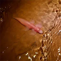 Nghiên cứu chỉ ra phải có tới hơn một chục loài cá Châu Á có thể đi bộ trên mặt đất