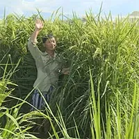Trung Quốc thu hoạch giống lúa cao bằng đầu người