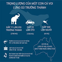 Có phải cá voi lưng gù là bá chủ đại dương?