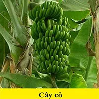 Những thông tin sai lầm nhiều người tưởng là khoa học