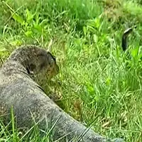 Hổ mang chúa "say đòn" tưởng chết dưới tay kỳ đà nước: Điều gì giúp nó sống sót phút cuối?