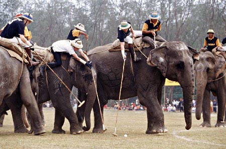 Voi chơi bóng gậy