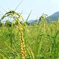 Giống lúa đột biến mới có thể "ngủ trưa" để chịu hạn
