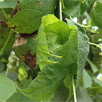 Nghiên cứu mới cho thấy loài nho biết dùng lá bảo vệ quả