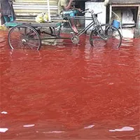 Tại sao một số vùng trên Trái đất lại xuất hiện hiện tượng "mưa máu"?