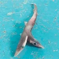 Cá mập hai đầu cực hiếm sa lưới ngư dân