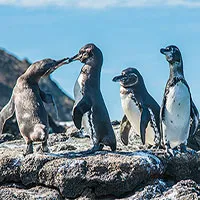 Số lượng chim không biết bay tăng kỷ lục ở Galapagos