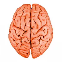 Vì sao não người lại "nhăn"?