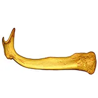 Xương baculum - Bộ phận giúp con đực loại bỏ "nòi giống" của đối thủ đến trước