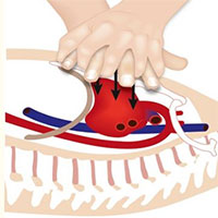 Tại sao ép tim thổi ngạt có thể làm cơ thể tuần hoàn trở lại?