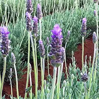 ベトナム、温帯の精油用植物を試験栽培