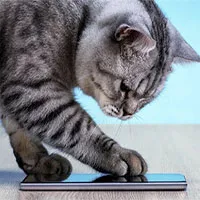 Cựu kỹ sư Amazon phát triển ứng dụng dịch tiếng mèo kêu sang ngôn ngữ con người hiểu được