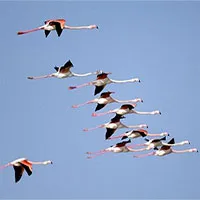 Các loài di cư "đoản thọ" vì lo đẻ hơn là lo sống