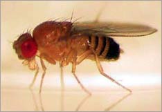 Nhận dạng phân tử nhạy cảm với CO2 ở loài côn trùng