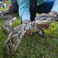 Florida đề xuất kêu gọi người dân ăn thịt trăn Miến Điện