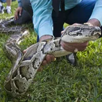 Florida đề xuất kêu gọi người dân ăn thịt trăn Miến Điện