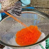 Cận cảnh quá trình người nước ngoài thu hoạch trứng từ một con cá hồi còn sống