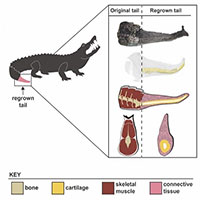 Phát hiện cá sấu có khả năng tái sinh đuôi bị mất