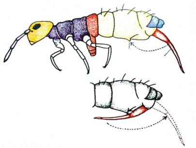 Cần bật của bọ nhảy dùng để làm gì?