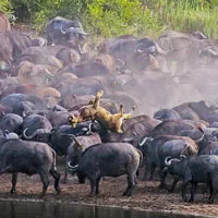 Sư tử rơi vào vòng vây của hơn 100 con trâu rừng và cái kết bi thảm