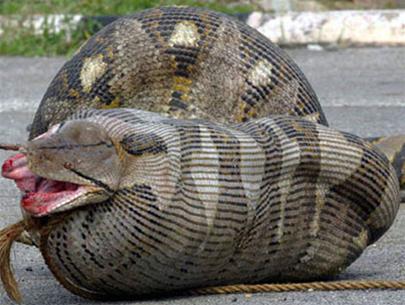 10 tin khoa học được xem nhiều nhất 2006