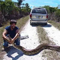 Trăn khổng lồ xâm chiếm Florida: Chính quyền "bó tay", xem xét kêu gọi người dân ăn thịt