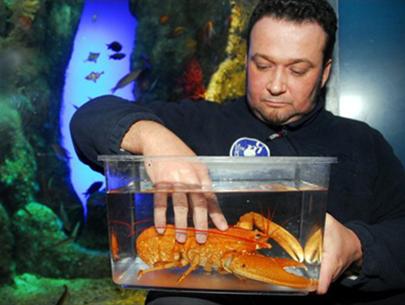 Đỏ như tôm...còn sống