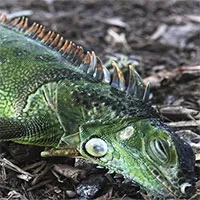 Florida đón "mưa cự đà" trong Giáng sinh vì trời quá lạnh