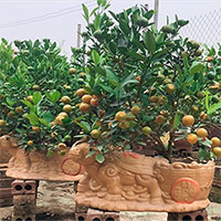 Quất cảnh Tết 2021: Trâu vàng cõng quất bonsai rộn ràng xuống phố