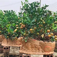 Quất cảnh Tết 2021: Trâu vàng cõng quất bonsai rộn ràng xuống phố