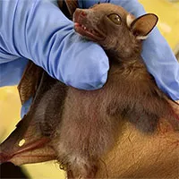 Sau HIV, Ebola, Covid-19, thế giới lo sợ đối mặt với "bệnh X" bí ẩn