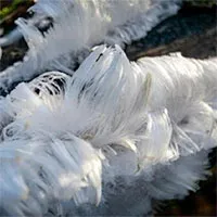 Hiện tượng "băng tóc" hiếm gặp phủ trắng ngọn cây