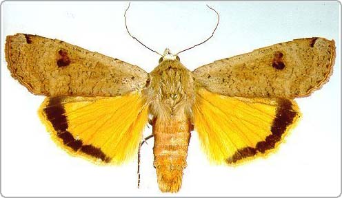 Loài bướm có khả năng điều chỉnh thính giác khi bị tấn công