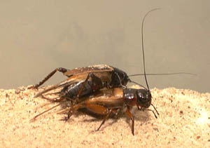 Dế đực phải chọn giữa mạng sống và tình yêu