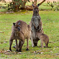 Có gì bên trong túi Kangaroo, phức tạp nhiều hơn những gì bạn từng nghĩ