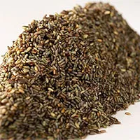 Bất ngờ với nguồn lương thực mới trong tương lai: Trồng cỏ biển lấy... gạo