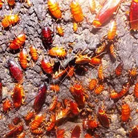 Gián có thể sống sót sau chiến tranh hạt nhân?