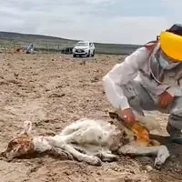 Sinh vật hút máu bí ẩn giết chết hàng loạt gia súc