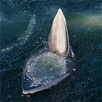 Cá voi há miệng chờ con mồi tự nộp mạng