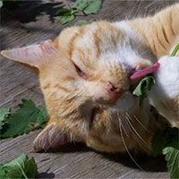Vì sao mèo lại thích cây catnip?