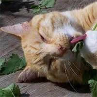 Vì sao mèo lại thích cây catnip?