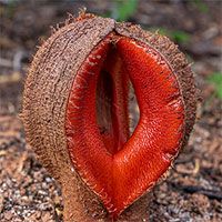 Loài hoa biệt danh “thức ăn cho chó” có vẻ ngoài dễ... gây ngượng