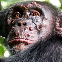 Bệnh phong lần đầu tiên được phát hiện trên loài tinh tinh hoang dã