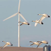 Hệ thống camera ngăn cánh turbine gió đập trúng chim