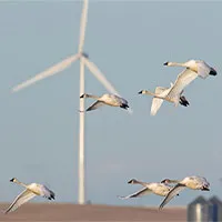 Hệ thống camera ngăn cánh turbine gió đập trúng chim
