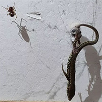 Nhện dùng ròng rọc tơ kéo con mồi to gấp 50 lần